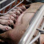 chinese-pig-farmers-report-suspected-swine-fever-outbreaks-as-prices-fall